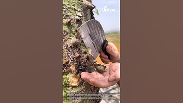Bark harvesting for beginners: a simple guide to harvesting tree bark