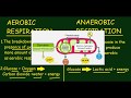 Aerobic Versus Anaerobic Respiration: Key Differences and Processes