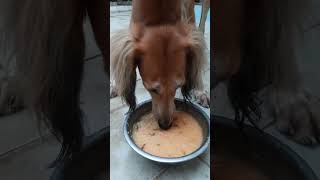 Olson and kritos funny conversation     (dogs mind voice )#dog #saluki #hound #mudholhound