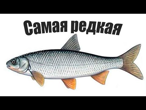 Самая редкая рыба России, которая скоро исчезнет из всех водоемов..