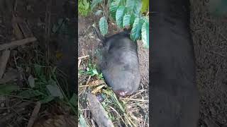 Babi Masuk Perangkap