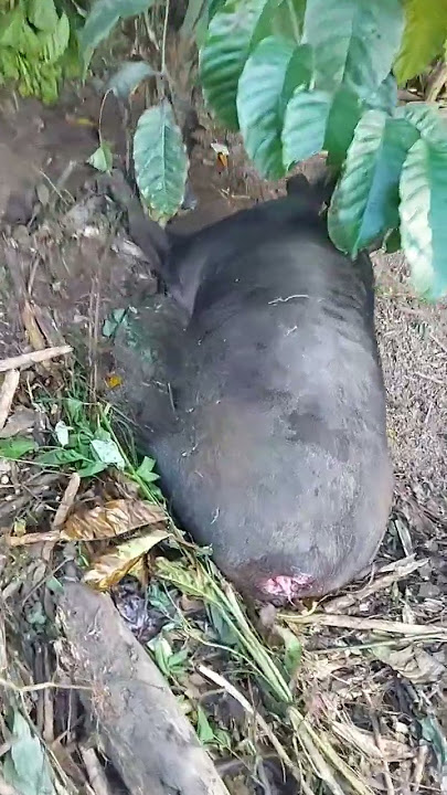 babi masuk perangkap