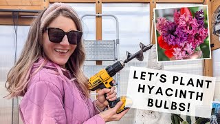 How to plant hyacinth bulbs in the fall for early spring blooms!
