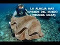 LA ALMEJA GIGANTE, LA MAS GRANDE DEL MUNDO (TRIDACNA GIGAS)