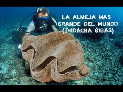 Video: Tridacna gigante - el molusco más grande