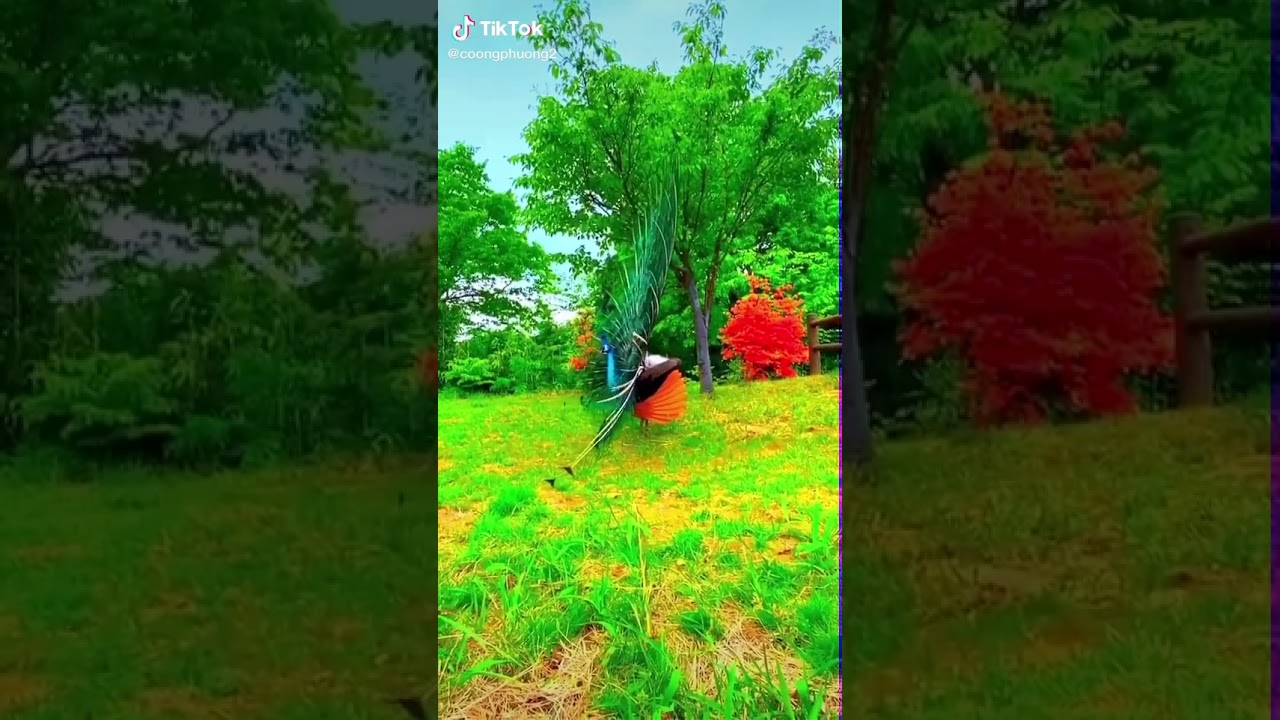 Tik tok burung merak cantik peacock indah 