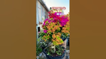 Ngũ sắc thái lùn lực rực rỡ..#shortsvideos