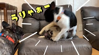 ｉｋｋｏさんばりに兄犬に背負い投げをブチかますフレンチブルドッグ Youtube