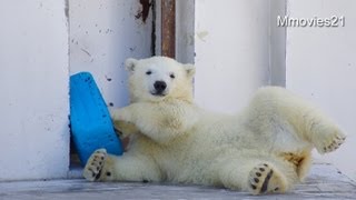 眠たいマルルと遊びたいポロロ~Polar Bears