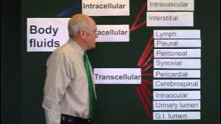 Body fluids 1, Fluid compartments