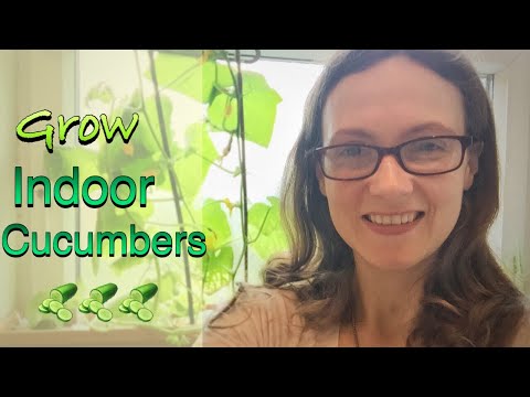 Video: Growing Cucumbers On The Windowsill