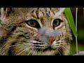 Bobcat and Flying Squirrel Behavior