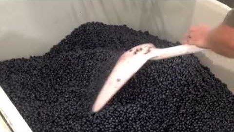 Xtri Optical sorting for wine grape