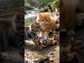 KITTENS VS CRAB! | Stray Cat Survival (Episode 10)