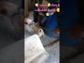 🐶 coco 🐶dute ki velloddu daddy 😔😔🐶
