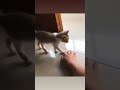 LOL🤣🤣 #cats #kitten #shorts