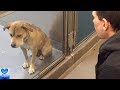 孤独と不安に耐えていた保護犬との出会いが人生を変えた！その後の変化に涙が溢れる【感動】