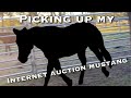I Bought A Wild Mustang Online?! | Internet Auction Mustang Pick Up