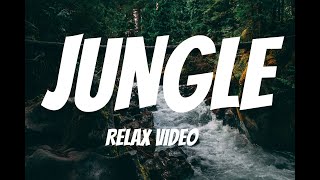 RELAX VIDEO | JUNGLE