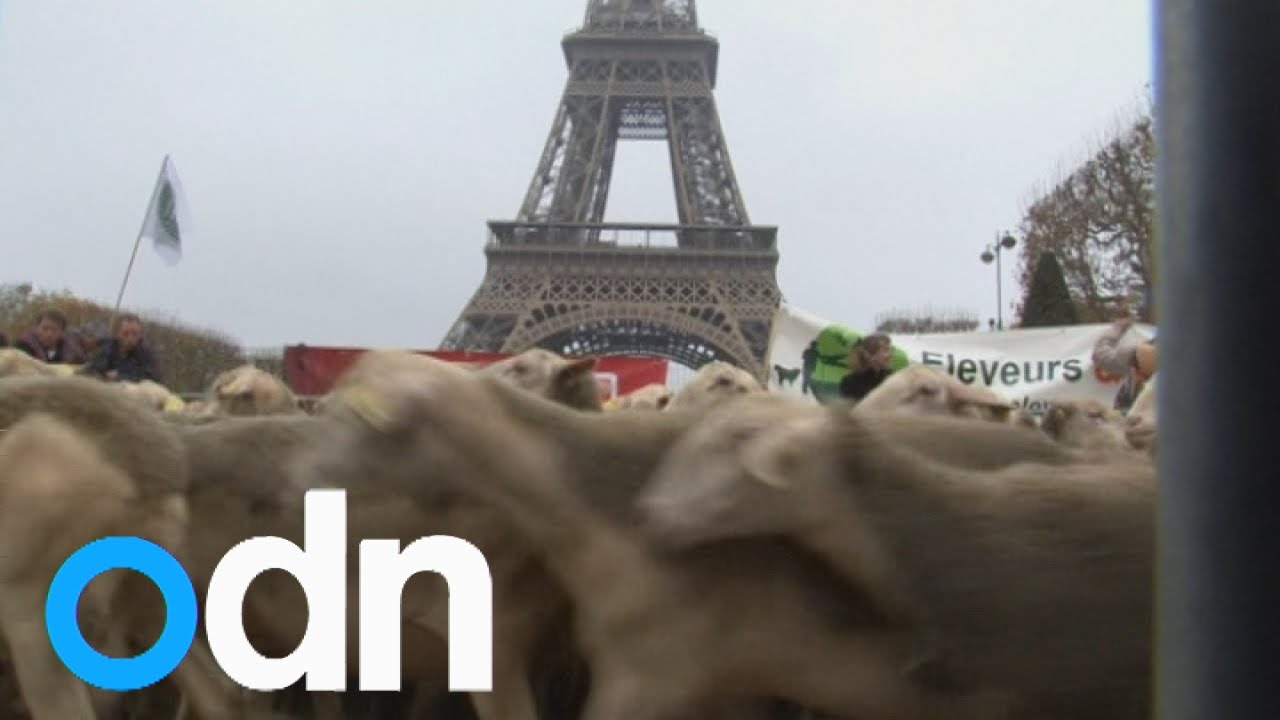 Sheep flock to Eiffel Tower as French farmers cry wolf