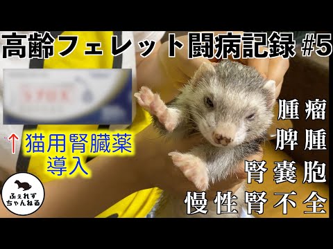 水を異常に飲むのは危険サイン！フェレットの腎臓病の初期症状と治療法