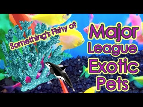 Something S Fishy At Major League Exotic Pets Youtube
