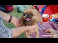 Brussels Griffon Puppies Funny Videos Compilation (Griffon Bruxellois)