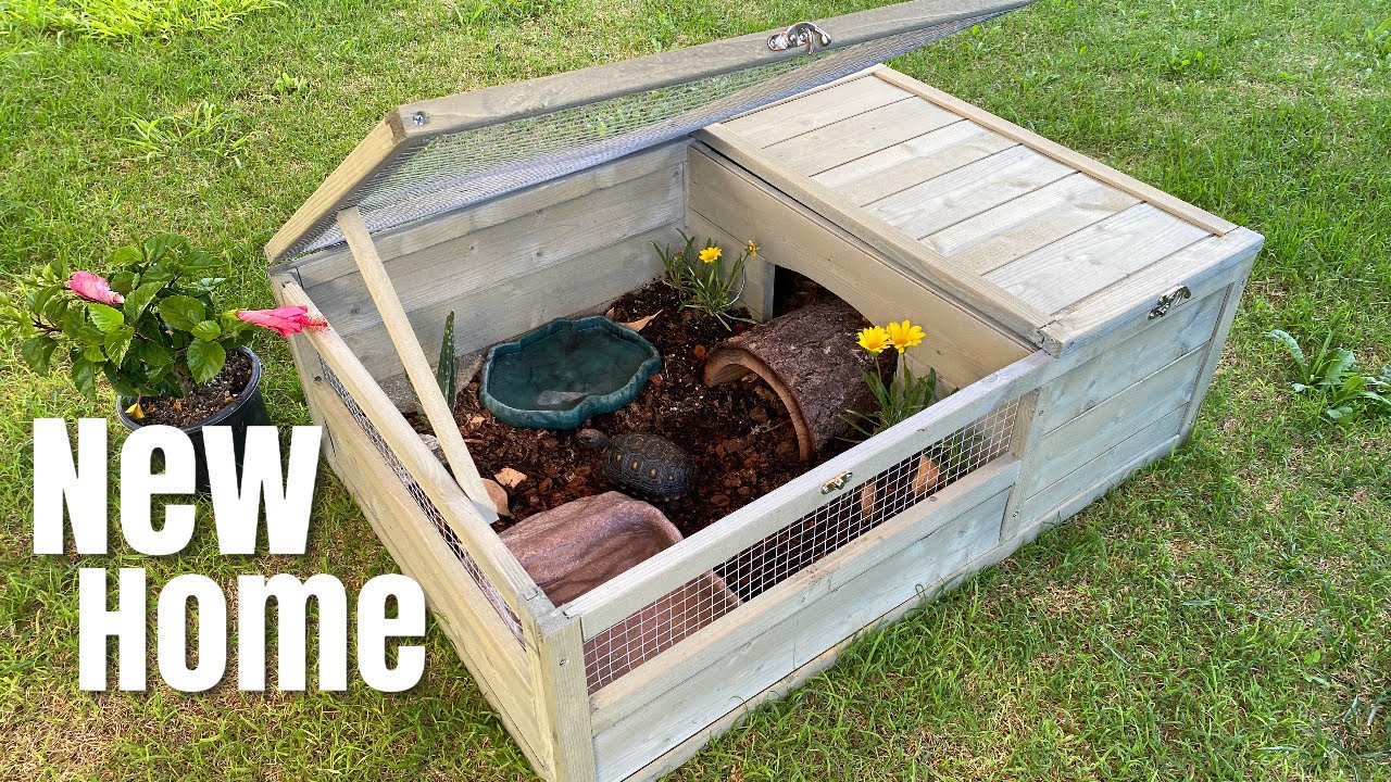 NEW HOME for CHERRY HEAD TORTOISE