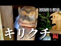 【探検釣り調査】山奥の謎集落と幻のキリクチイワナの調査【キリクチ編】※探索と渓流でルアー釣りの動画