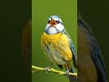 #birds #naturephotography #nature