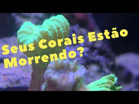 Vídeo: O Que é água De Coral