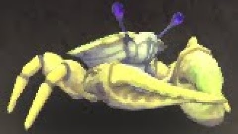 Nazjatari Safari: Sandclaw Sunshell Battle Pet, Nazjatar, WoW Retail