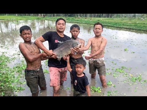 Menangkap Ikan Super Besar di Sawah Yang Penuh Lumpur, Giginya Besar Besar Banget