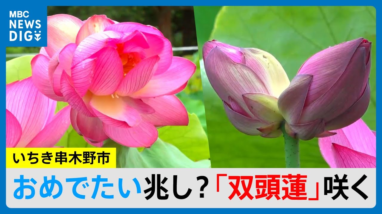 ハスの花　蓮根　6本　既に葉が出ている ハスの花 蓮根 6本 既に葉が出ている 水生植物
