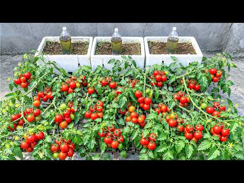 Stop Growing Tomatoes Upright! Try This Sideways Method for More Fruit