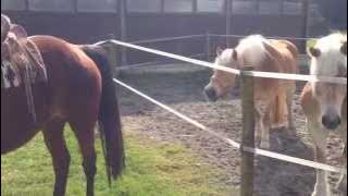 Mare in heat 3 - 31.03.2014