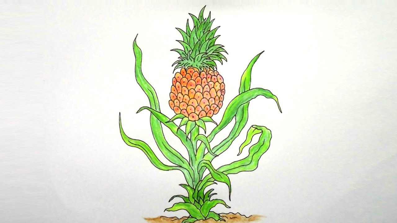 How to Draw Pineapple Tree Step By step ||Very easy|| - YouTube