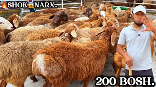 😱 200 bosh BESHKEKTAN 🇰🇬 ARASHAN QOCHQOR SOVLIKLAR BEGZODBEKKA KATTA PARTIYA KELDI.