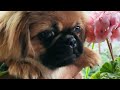 Pekingese playing Пекінеси граються #Pekingese