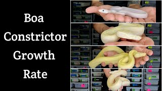 Boa Constrictor Growth Rate! How Big Do They Really Get?