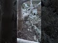 東京でも雪景色を楽しめるスポットみつけました！
