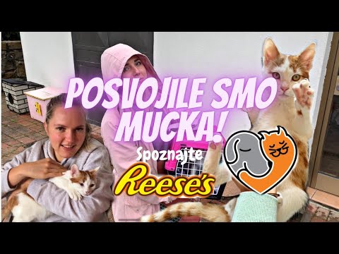 Video: Ragdoll: Opis Pasme Mačk, Značilnosti Značaja In Vedenja, Fotografije In Pregledi Lastnikov, Kako Izbrati Mucka