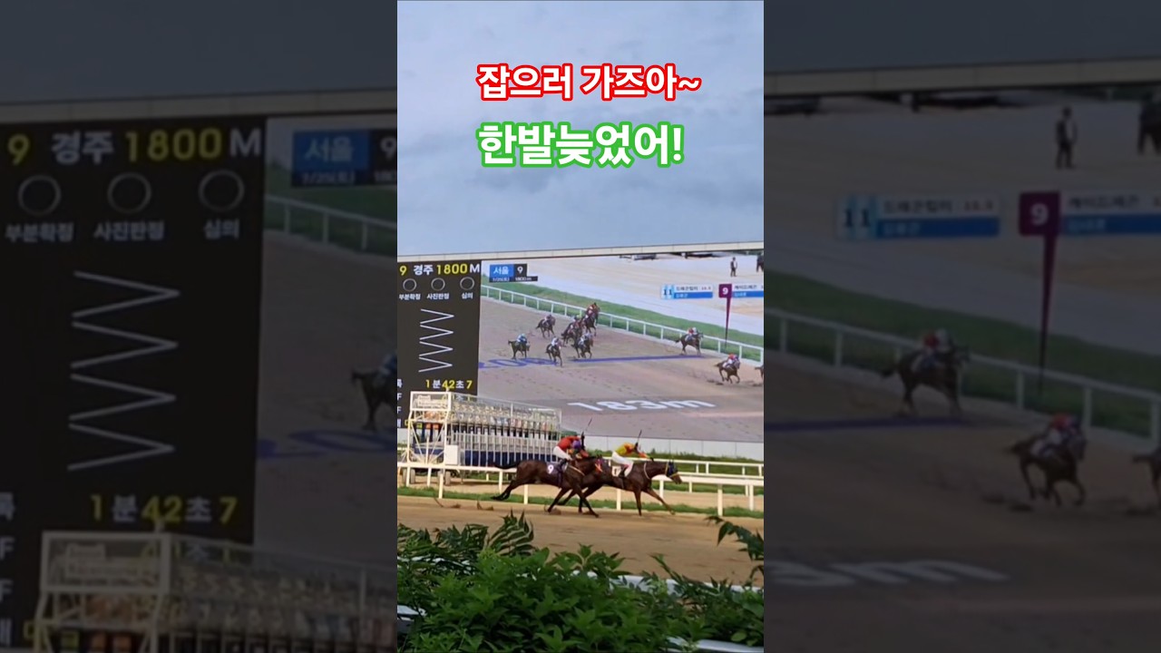 쫙쫙 올라가즈아~#경마 #말 #달려라말 #shorts