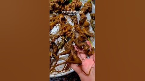 26 củ / 1 kg sâm Ngọc Linh rừng già Kon Tum