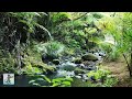 3 HOURS of Tropical Forest Stream ~ Relaxing River Sounds & Amazing Nature Scenery in 4K Ultra HD