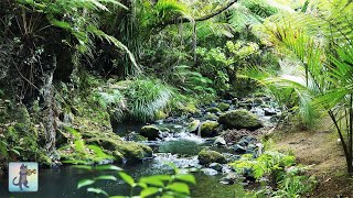 3 HOURS of Tropical Forest Stream ~ Relaxing River Sounds \& Amazing Nature Scenery in 4K Ultra HD