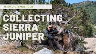 COLLECTING SIERRA JUNIPER