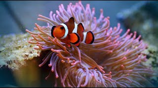 Beautiful Aquarium Fish Coral Reef Fish Relax Music YouTube