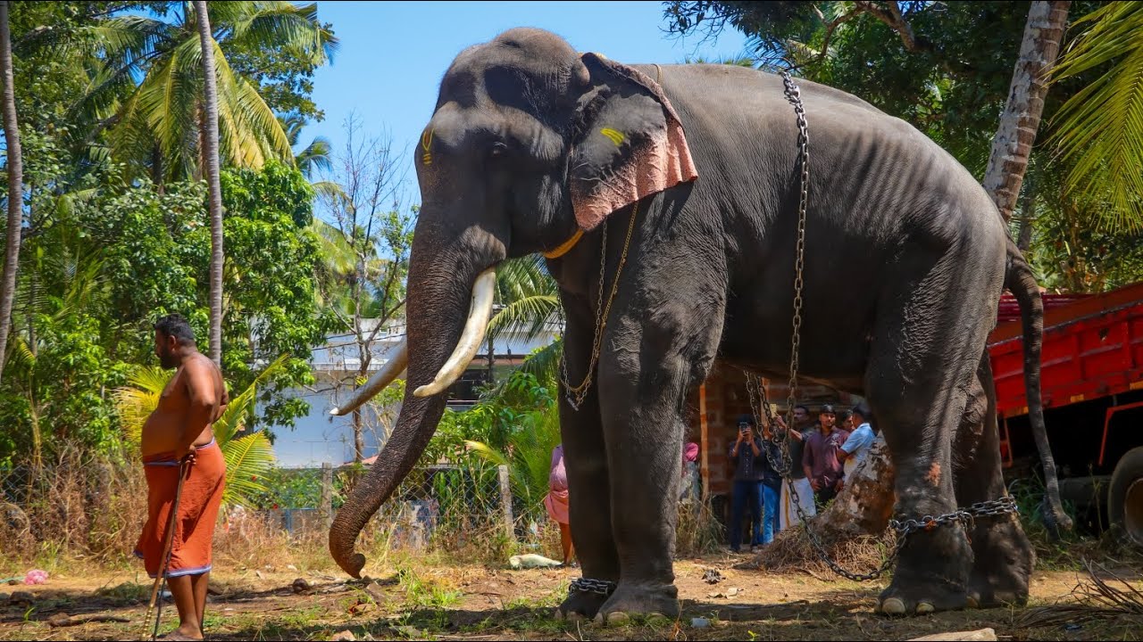 ആനകേരളത്തിലെ യുവരാജാവ് 😍 ഉട്ടോളി രാമൻ 🔥 Uttoly Raman ❤️ Kerala Elephant video 😍 ആന video | Aanapremi