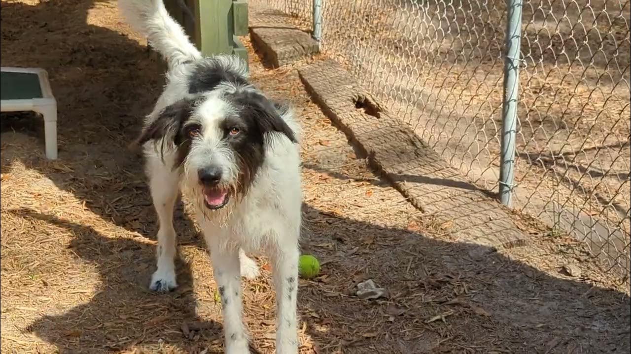 All 4 Paws Animal Rescue Pawleys Island South Carolina YouTube